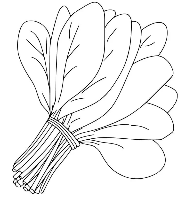 Spinach Coloring pages 15